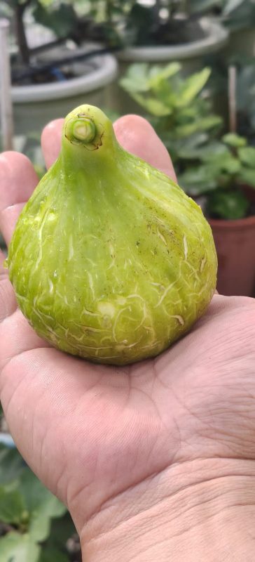 小果迷-种植爱好者交流互动平台