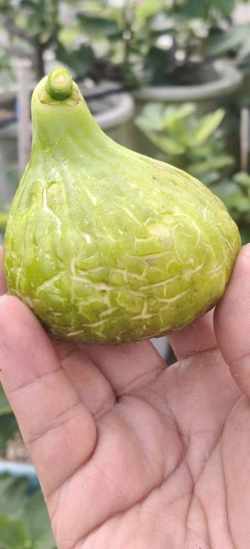 小果迷-种植爱好者交流互动平台