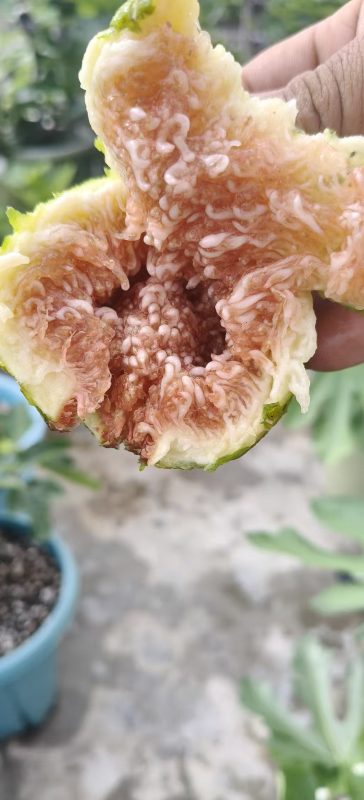 小果迷-种植爱好者交流互动平台