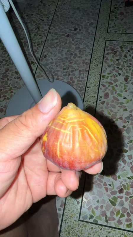 小果迷-种植爱好者交流互动平台