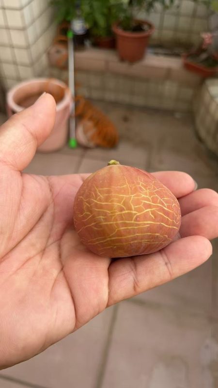 小果迷-种植爱好者交流互动平台