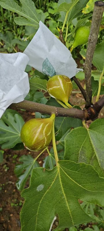 小果迷-种植爱好者交流互动平台