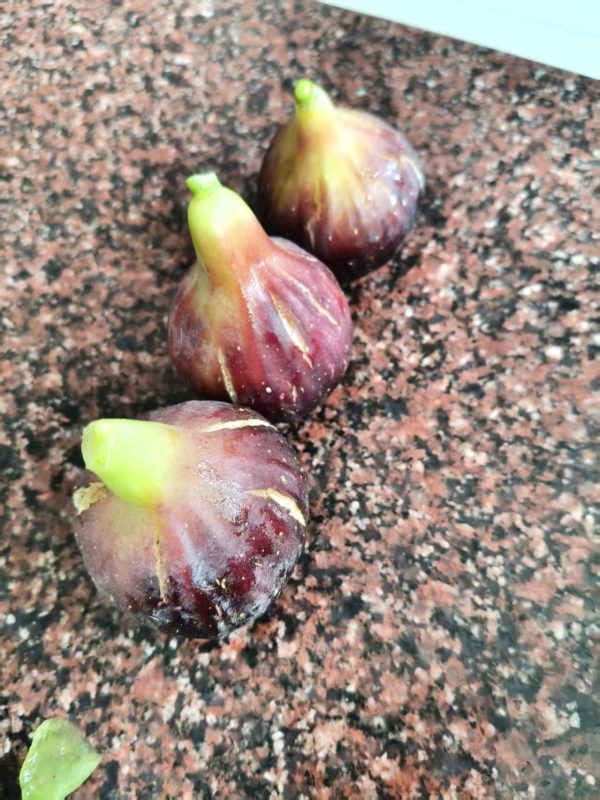 3.托斯瓦那/黑色托斯卡纳   Black Tuscan＊推荐品种，味道好＊-小果迷