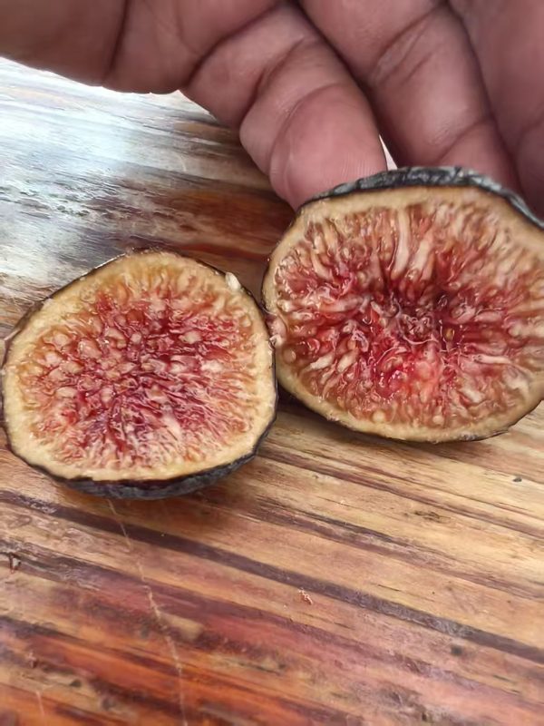 7..意大利258/I258   Italy258＊推荐品种＊果图来自海生-小果迷