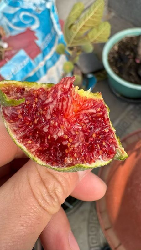 小果迷-种植爱好者交流互动平台