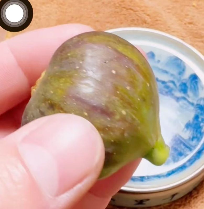 小果迷-种植爱好者交流互动平台