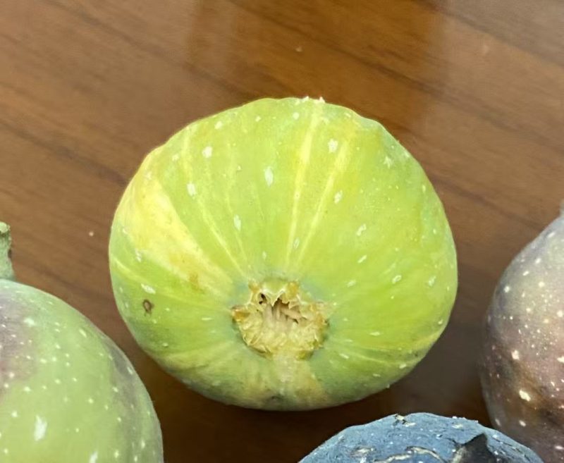 小果迷-种植爱好者交流互动平台
