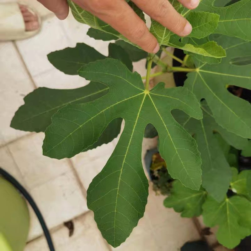 小果迷-种植爱好者交流互动平台