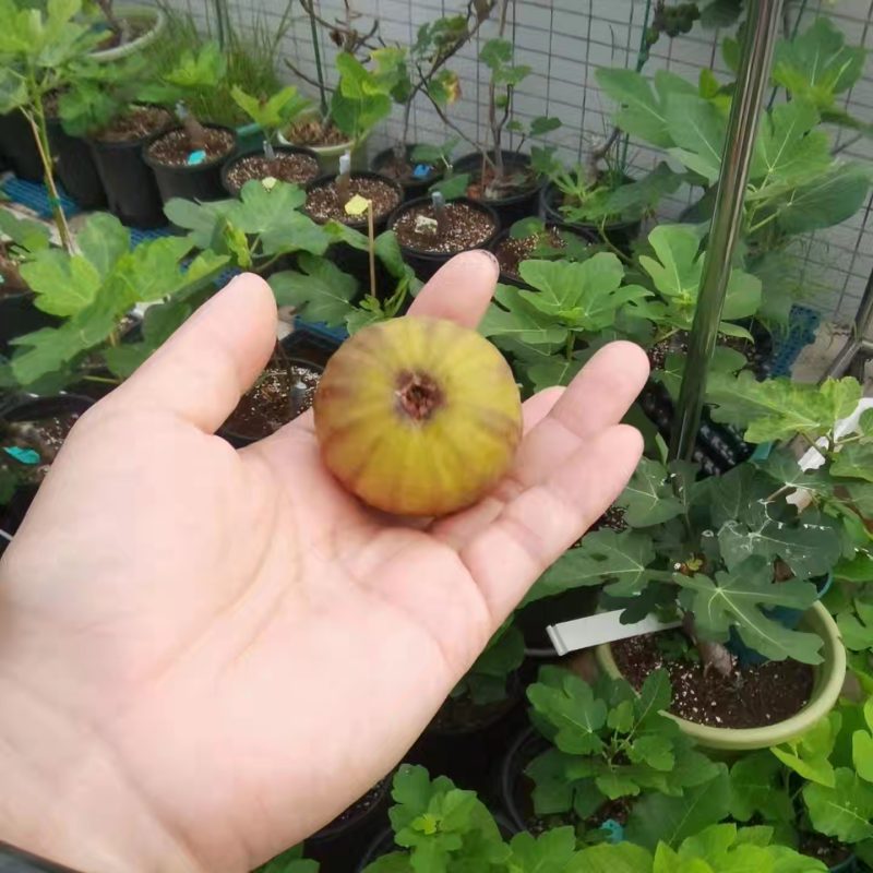 小果迷-种植爱好者交流互动平台