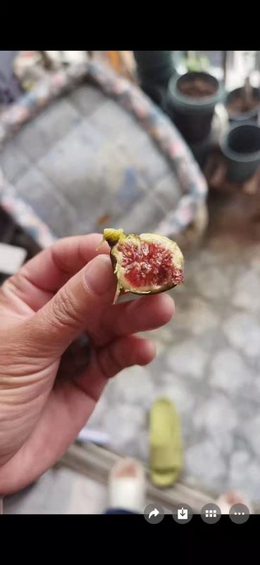 小果迷-种植爱好者交流互动平台