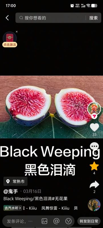 黑色泪滴 Black Weeping（鬼手）-小果迷