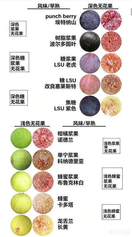 小果迷-种植爱好者交流互动平台