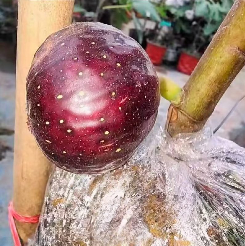 小果迷-种植爱好者交流互动平台