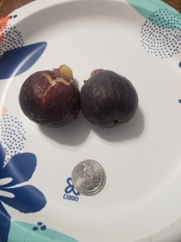 小果迷-种植爱好者交流互动平台