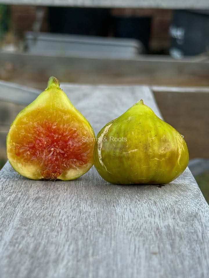 小果迷-种植爱好者交流互动平台