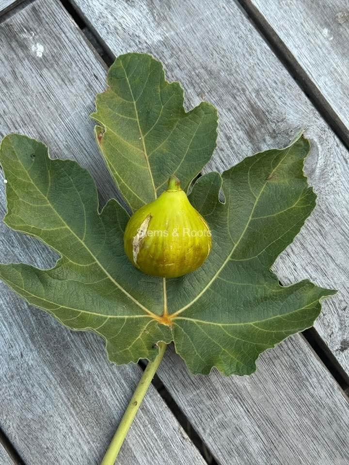 小果迷-种植爱好者交流互动平台