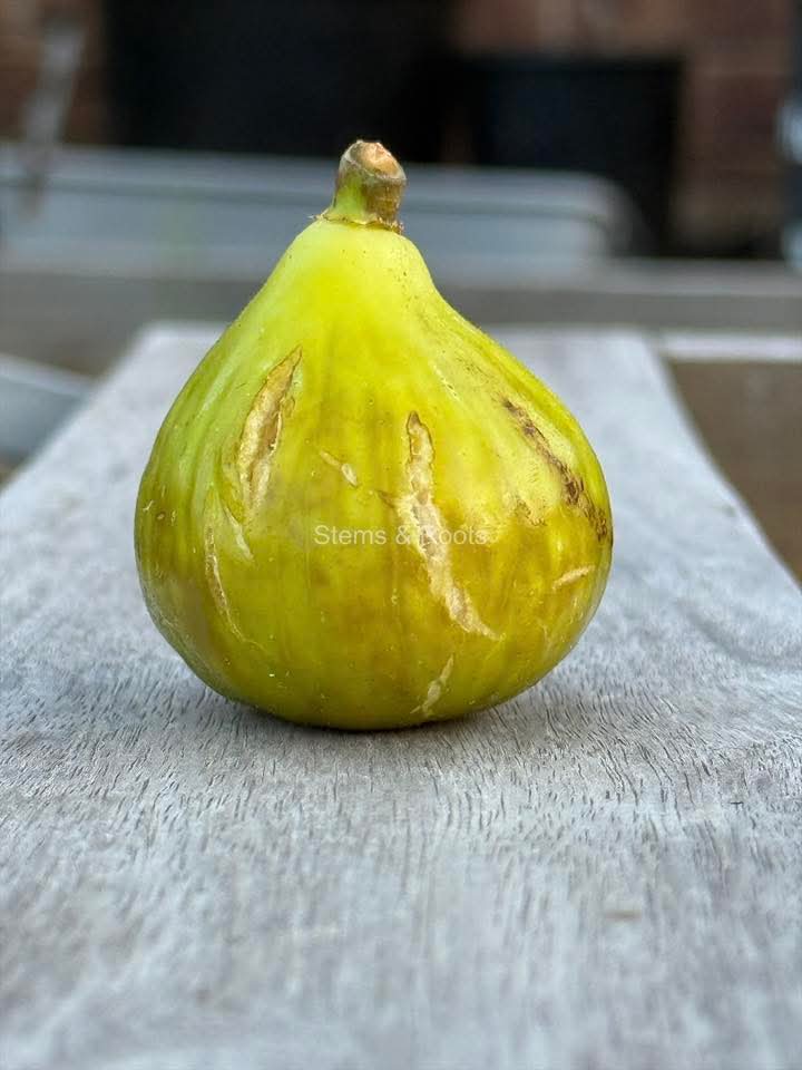 小果迷-种植爱好者交流互动平台