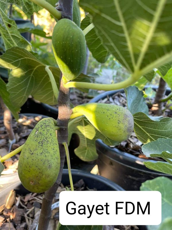 小果迷-种植爱好者交流互动平台