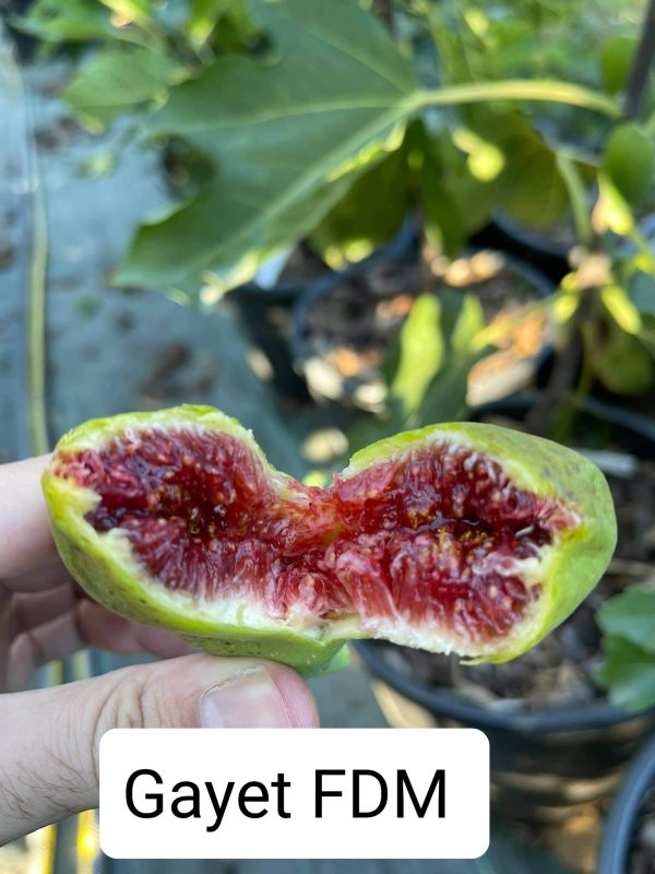 小果迷-种植爱好者交流互动平台