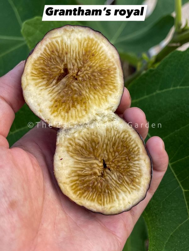 小果迷-种植爱好者交流互动平台