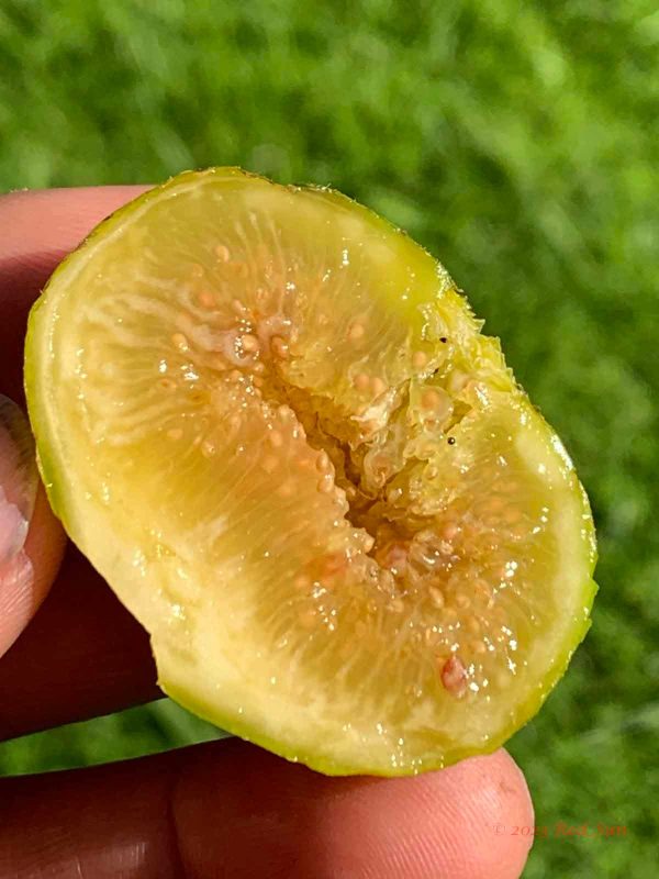 小果迷-种植爱好者交流互动平台