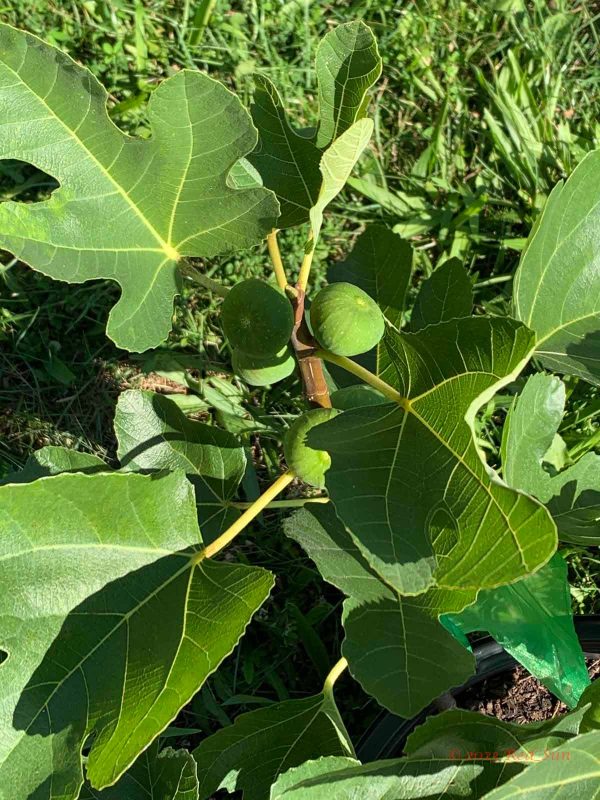 小果迷-种植爱好者交流互动平台