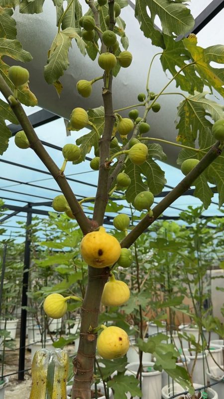 小果迷-种植爱好者交流互动平台