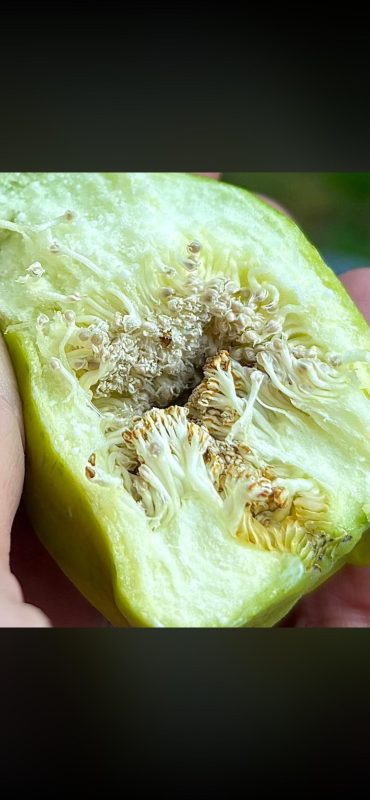 论坛话题  无花果花粉-小果迷