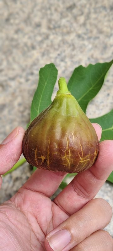 教父无花果春果实拍-小果迷