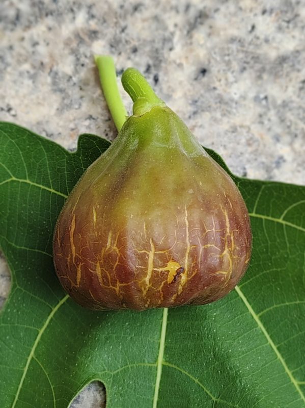教父无花果春果实拍-小果迷