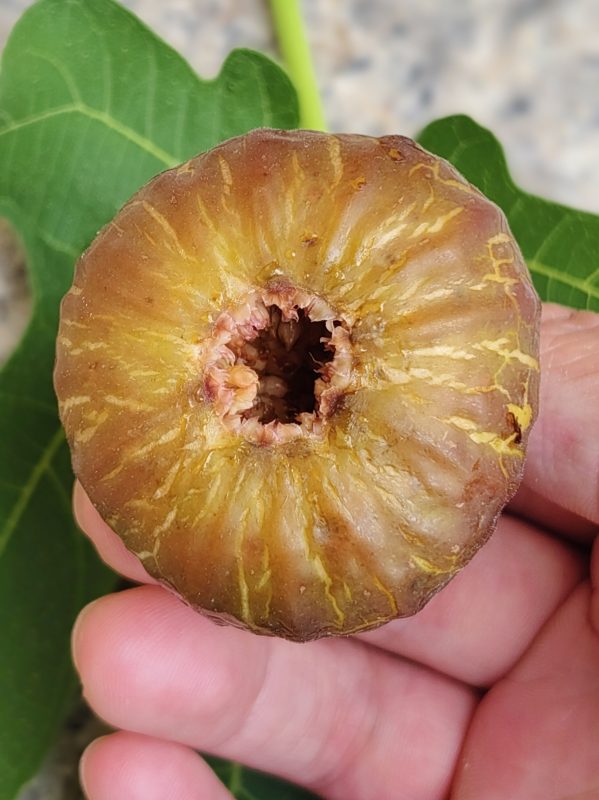 小果迷-种植爱好者交流互动平台