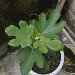 芹菜叶的头像-小果迷