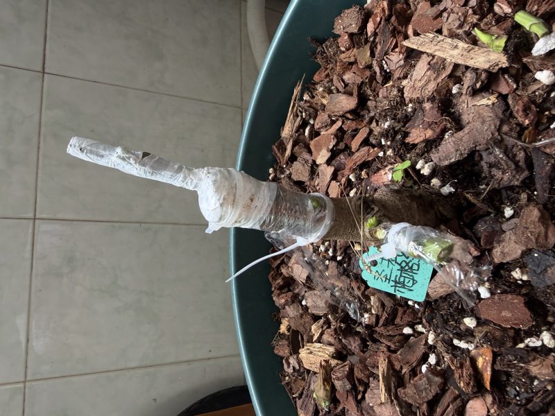 圣诺梅格兰是不是嫁接失败了-小果迷