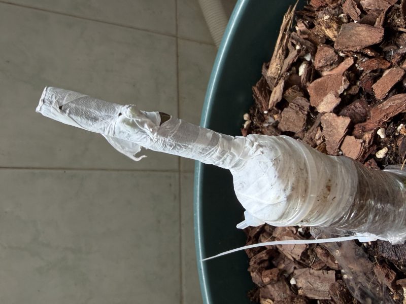 圣诺梅格兰是不是嫁接失败了-小果迷