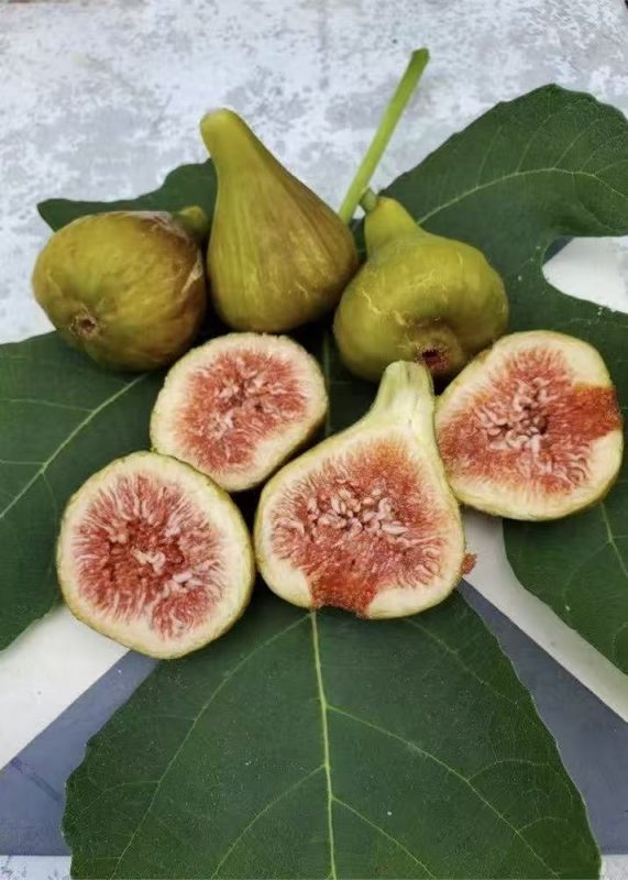 埃武拉 Evora （拿督品种，实拍图来自老王）-小果迷