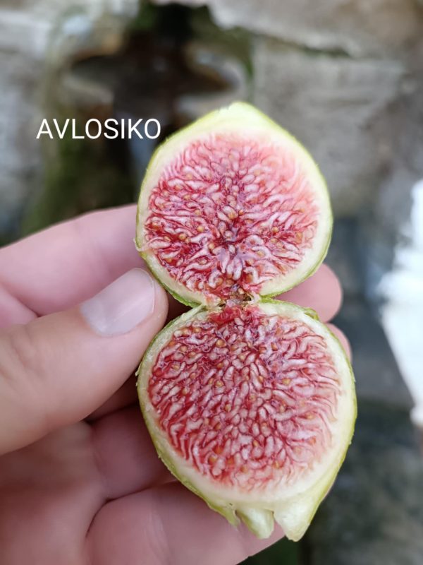 小果迷-种植爱好者交流互动平台