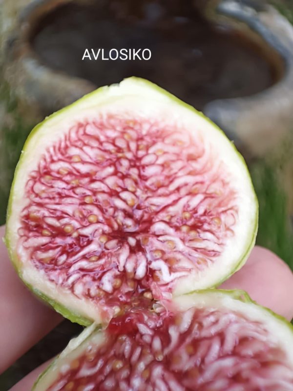 小果迷-种植爱好者交流互动平台