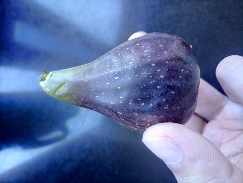 今年第一个熟果，意大利258-小果迷