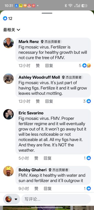 各位资深大佬对花叶病的看法-小果迷