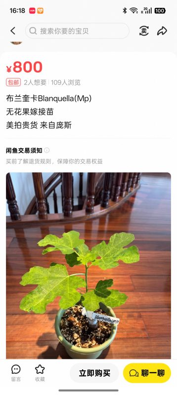 布兰奎卡  Blanquella (MP)  （喵喵）-小果迷