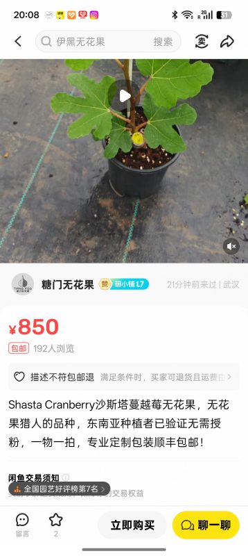 48.沙斯塔蔓越莓 Shasta Cranberry  (The Fig Hunter)-小果迷