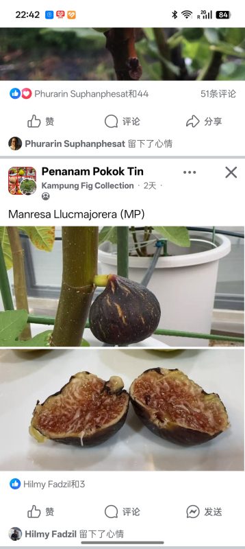 曼雷萨·雷曼
Manresa LlucmajoreraMP(鬼手)-小果迷
