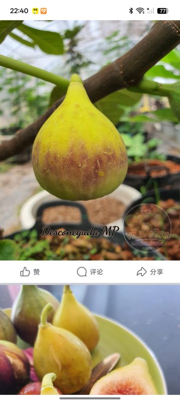 小果迷-种植爱好者交流互动平台