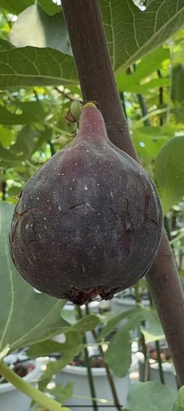 小果迷-种植爱好者交流互动平台