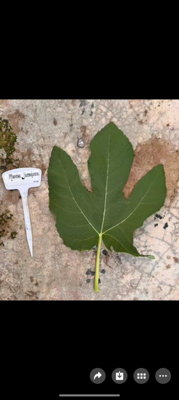 小果迷-种植爱好者交流互动平台