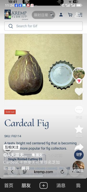 卡地奥  Cardeal MP（天涯无花果）-小果迷