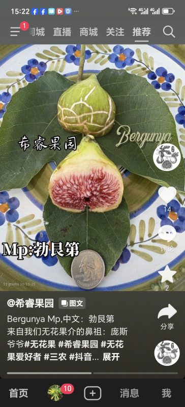 74.贝尔古尼亚/勃艮第 Bergunya MP(希睿果园)-小果迷
