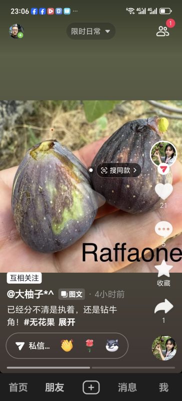 拉法奥内 Raffaone（大柚子）-小果迷