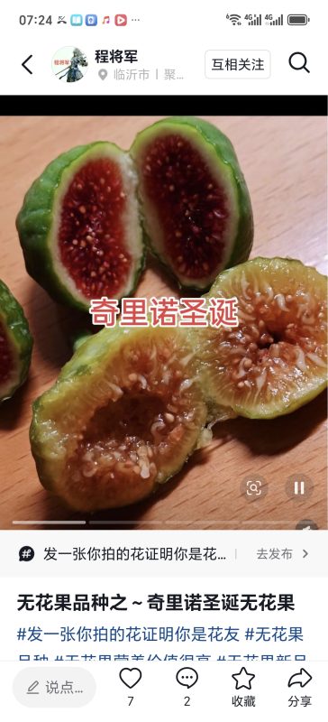 奇里诺圣诞-小果迷