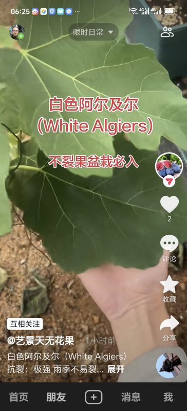 白色阿尔及尔   White Algiers(艺景天无花果)-小果迷